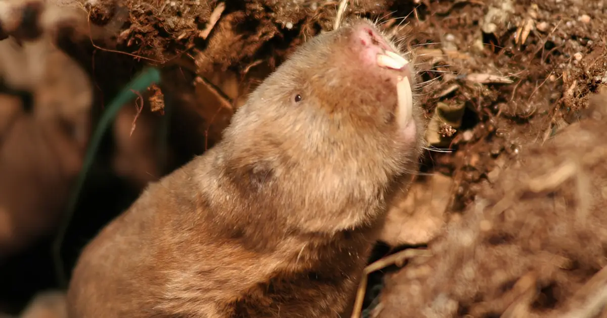 Mole Rats Get Stressed When Earth's Magnetic Field Vanishes, Study Suggests