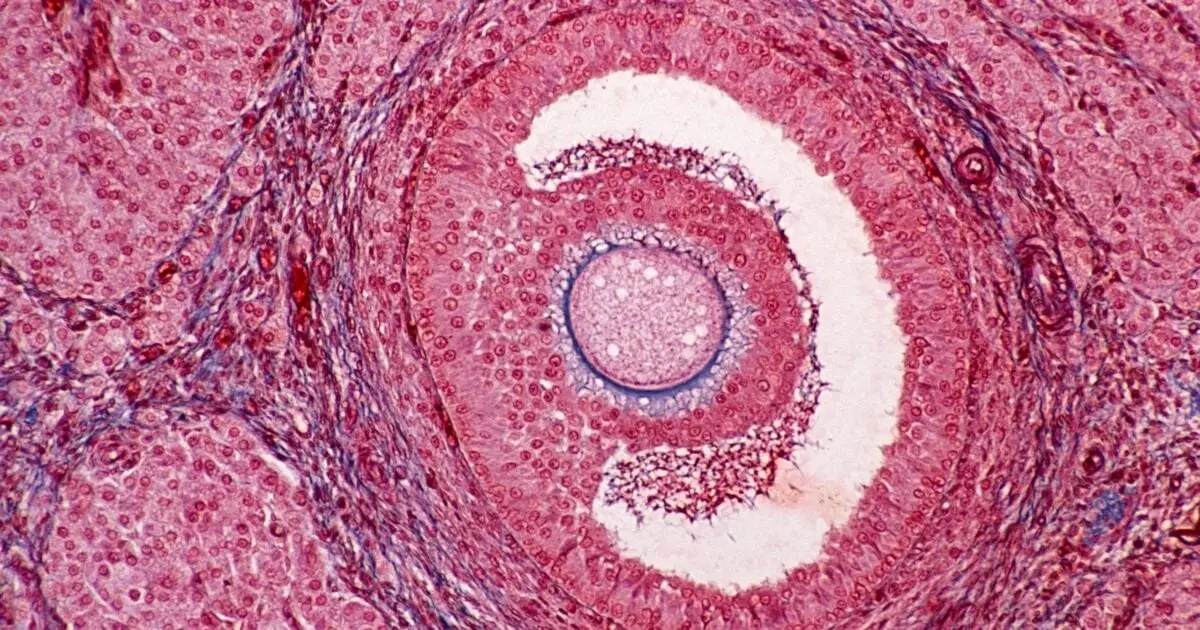 One Habit May Delay Ovarian Aging – And a Drug Could Mimic Its Effects