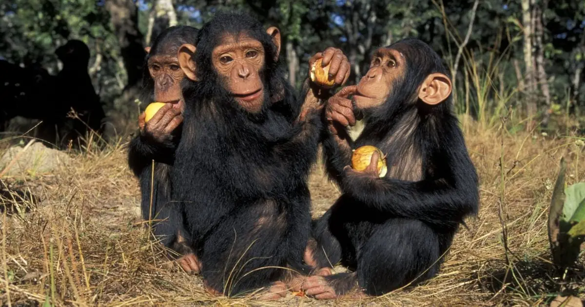 Tiny Genetic Tweak From An Ancient Virus Might've Prevented Chimpanzees From Developing Brains Like Ours