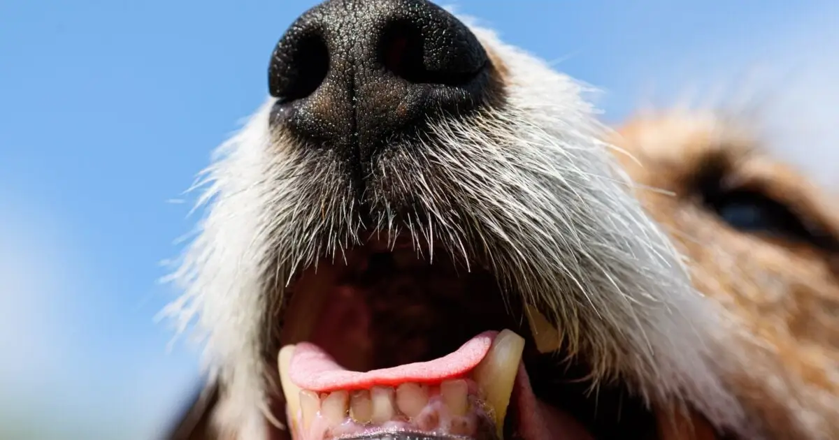 Dogs May Smell a Complete Stranger's Seizure Without Ever Being Trained, Study Finds