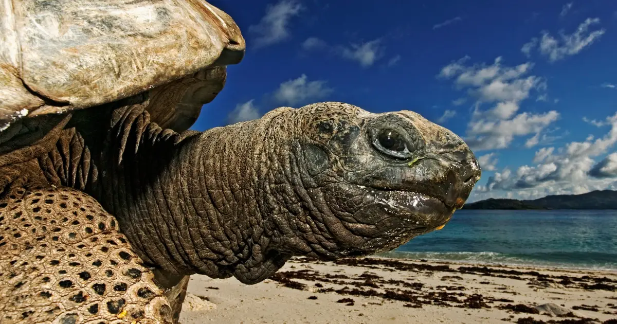 After Almost Going Extinct, Giant Tortoises Now Outnumber People in The Seychelles