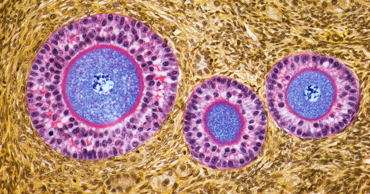Ovaries Develop an Intriguing Second Role After Menopause