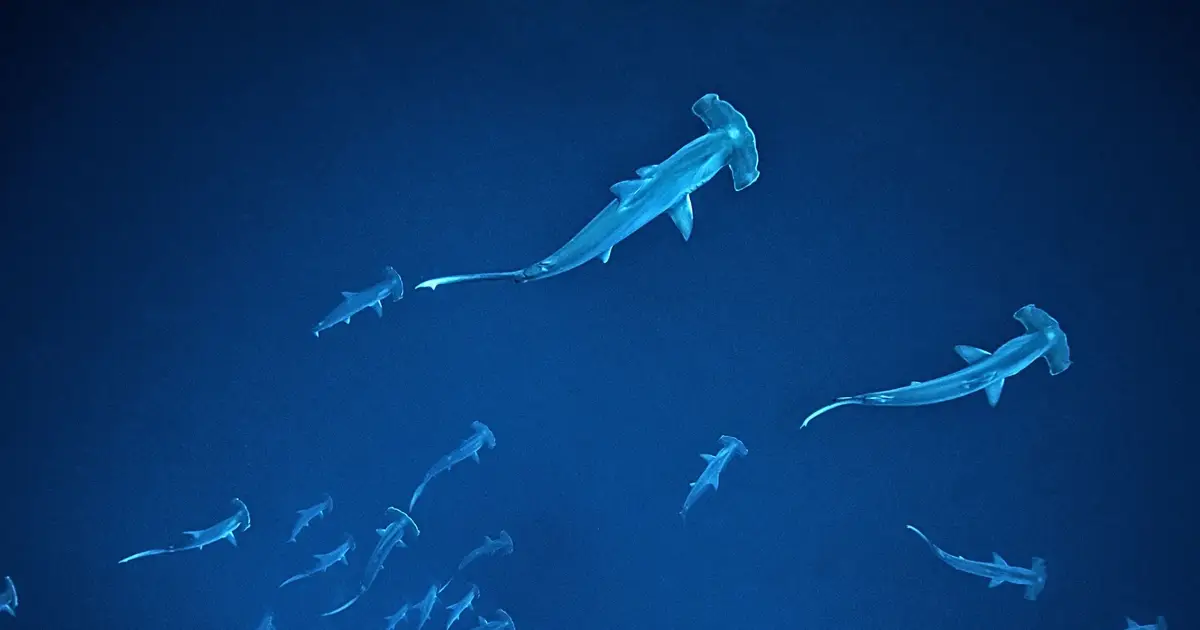 Dozens of Young Hammerhead Sharks Spotted Gathering Off Australian Beaches