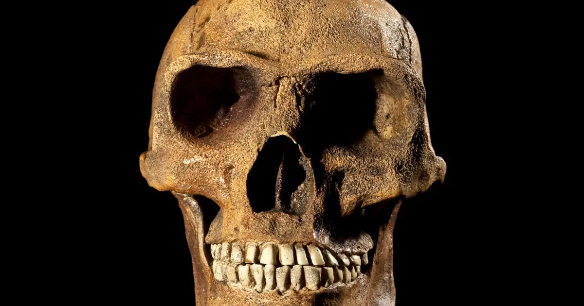 New Fossil Confirms a Human Ancestor Appeared 200,000 Years Earlier Than Expected