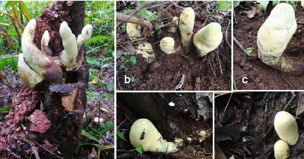 Scientists Uncover D. Rex: Gigantic New 'King' Fungus From China Traces Its Roots to 65 Million Years