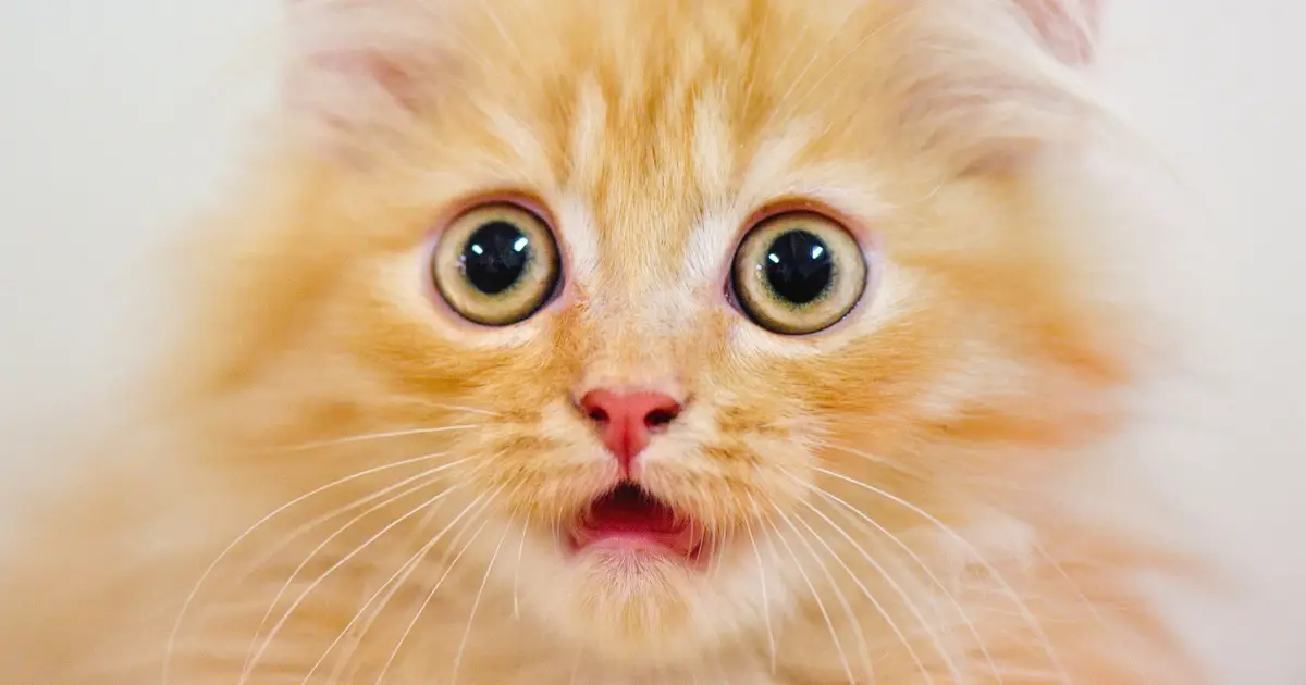 Secret of Orange Cats Finally Revealed After 60-Year Search
