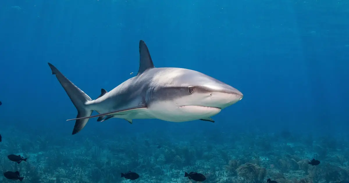 It Turns Out, Sharks Can Hear Way Better Than We Thought