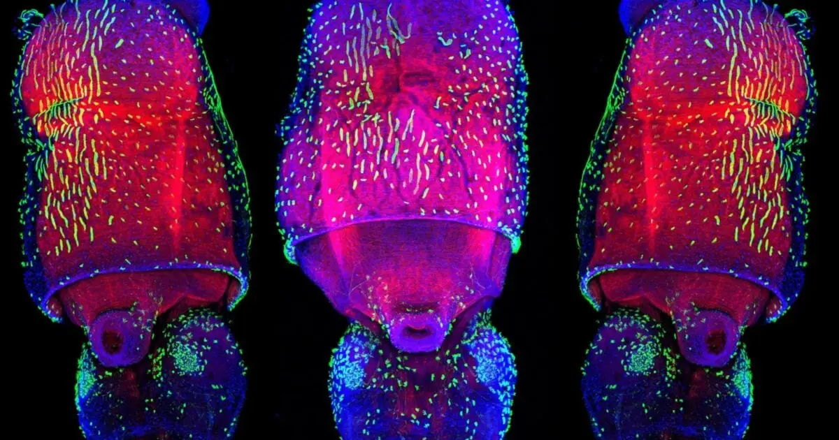 Squid Are Even More Alien-Like Than We Thought, With an Unmatched Ability to Change Genetic Expression
