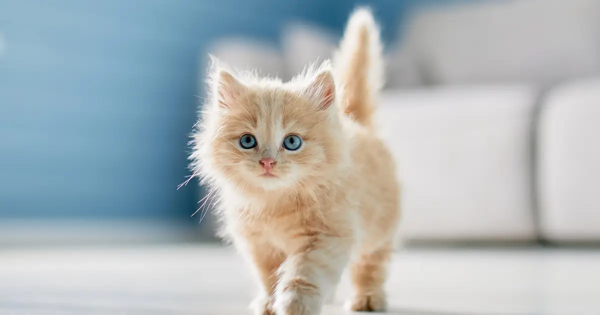 Scientists Find a Surprising Link Between Cats And Happiness Across 93 Countries