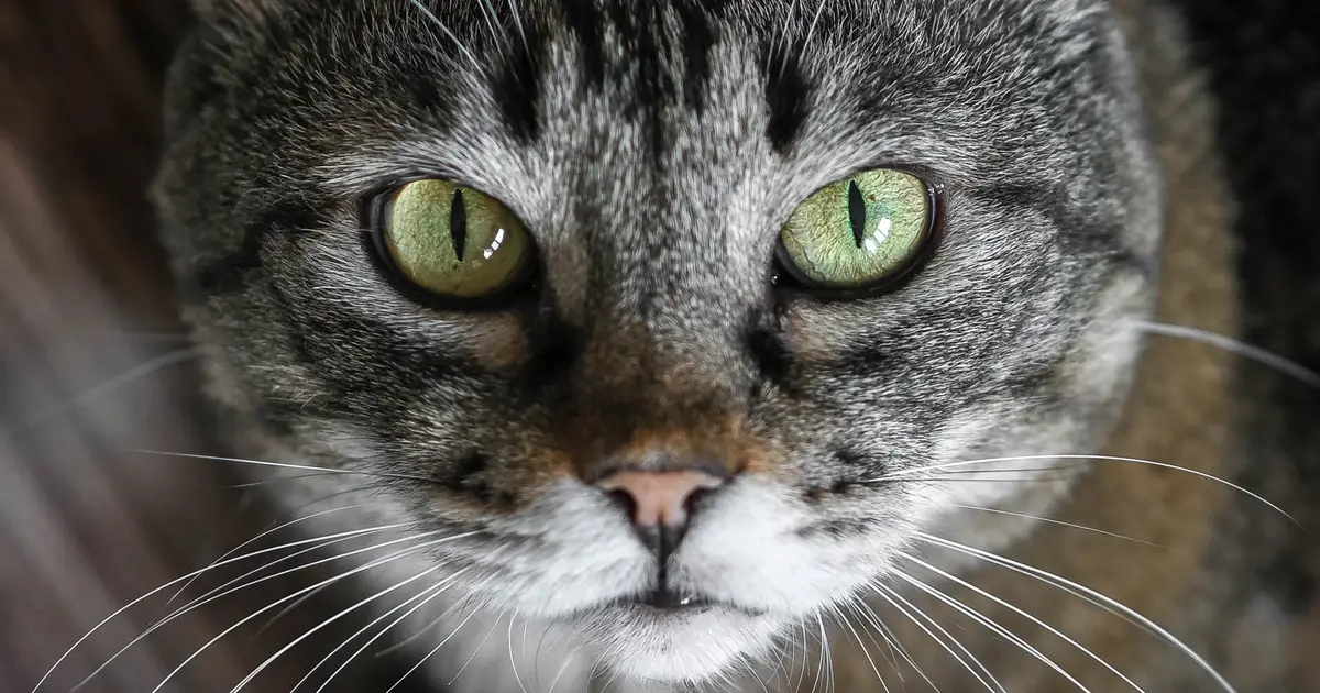 There's Another Cat Parasite That Can Infect Humans. A Huge Study Reveals How Common It Is.