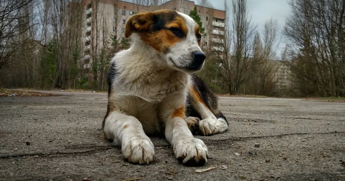 Chernobyl's Dogs Are Genetically Different, And We May Finally Know Why