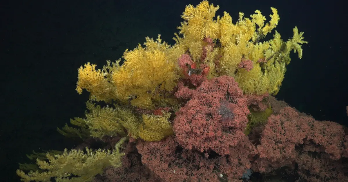 Mysterious 'Golden Tree' Coral Is So Weird, Scientists Had to Create a New Family on The Tree of Life