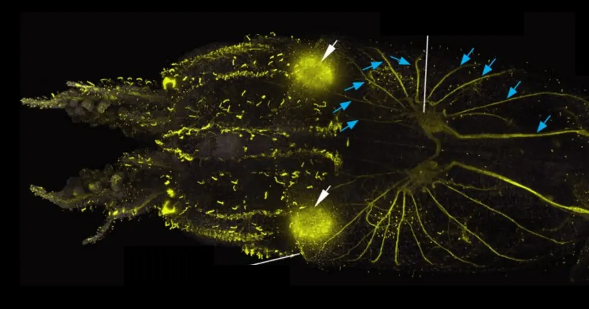 Scientists Find Squid Are Covered in Hair-Like Cells Remarkably Similar to The Ones in Human Ears