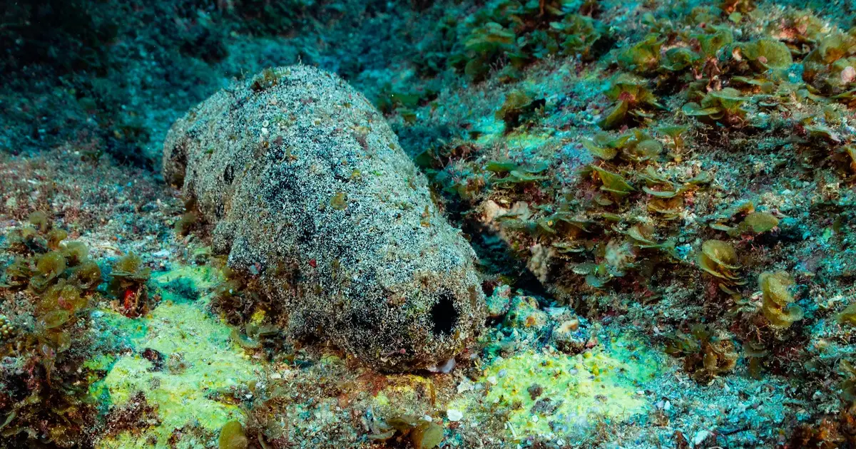 This Sea Creature Looks Like Poop. It May Also Live For 120 Years.