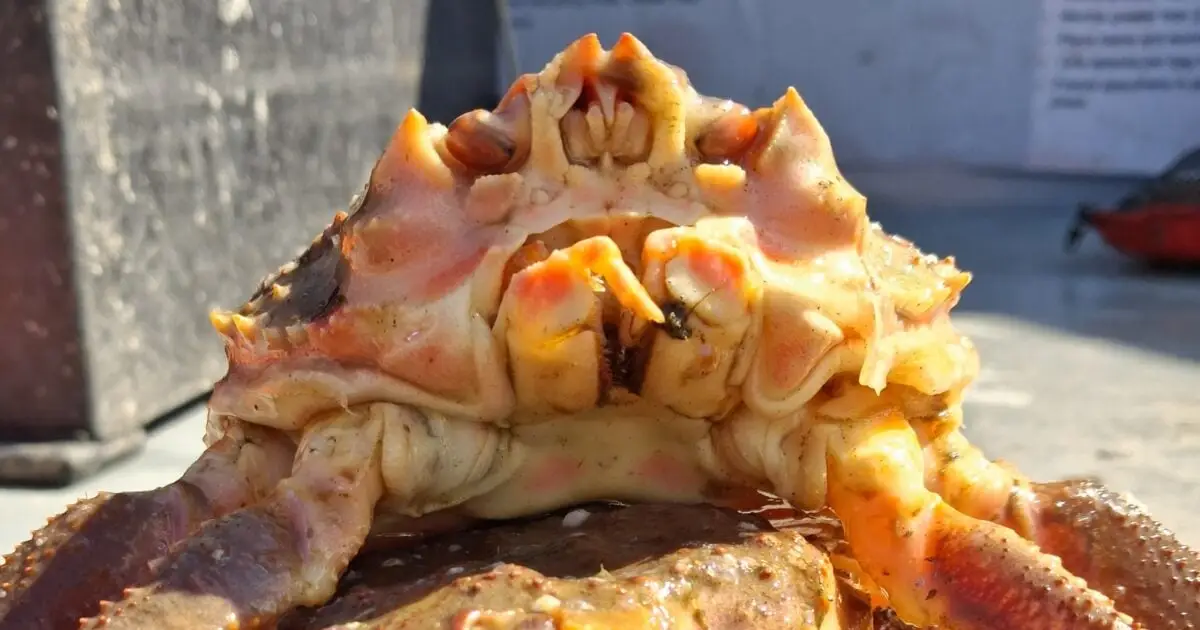 In 2025, Trawlers Suddenly Started Pulling Up Rare Hybrid Crabs in Record Numbers in The Bering Sea. Now We Know Why