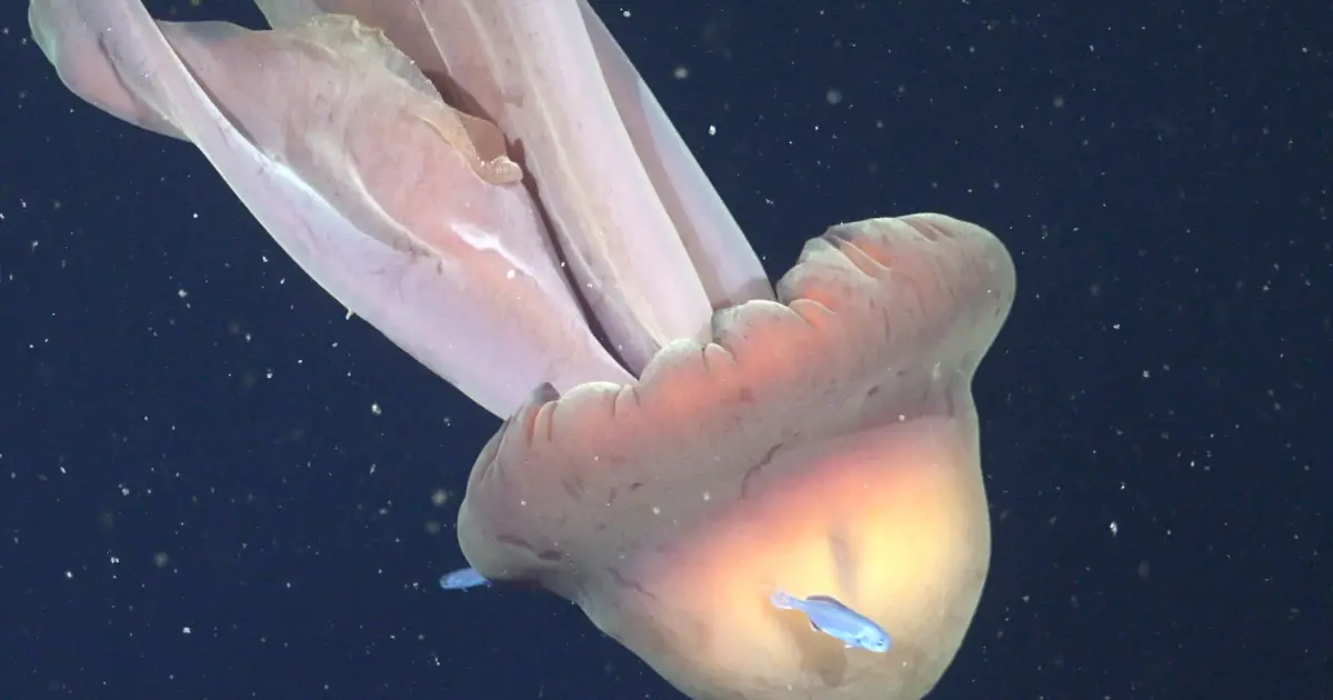 Giant 'Phantom' Jellyfish Found With Entourage of Fishy Passengers Hitching a Ride