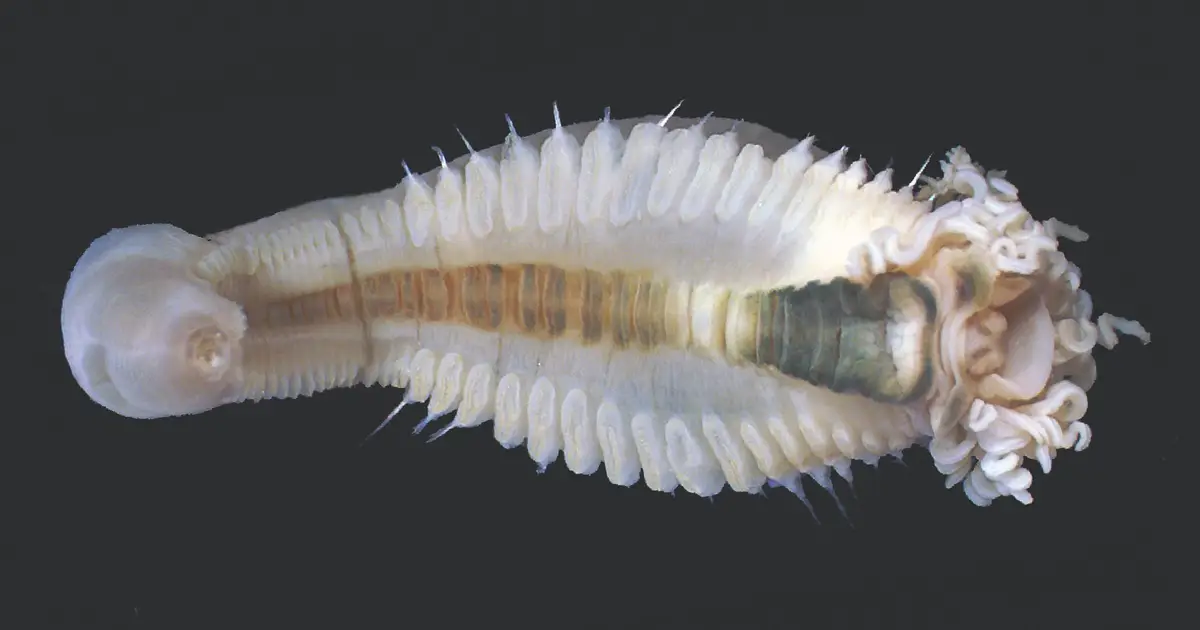 New Genus of Nightmare Spaghetti Worms Found Deep Under The Indian Ocean
