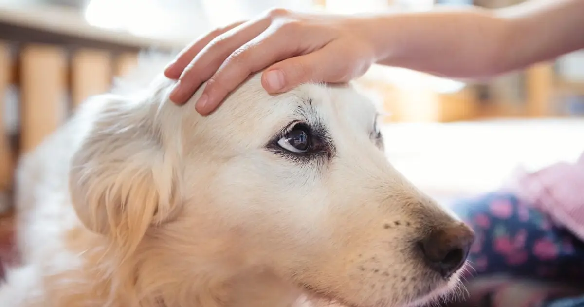 Physically Touching Your Dog Can Help Protect You From Upcoming Stress, Study Suggests
