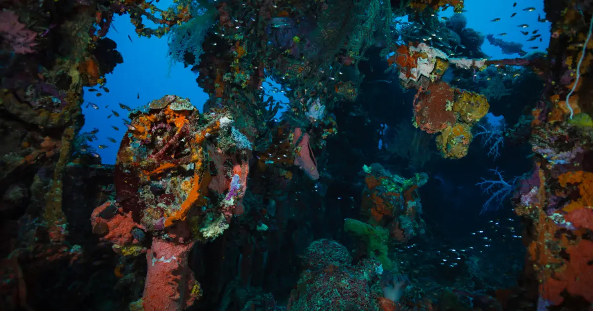 Something Strange Is Living in The Old Fuel Leaking From WWII Shipwrecks