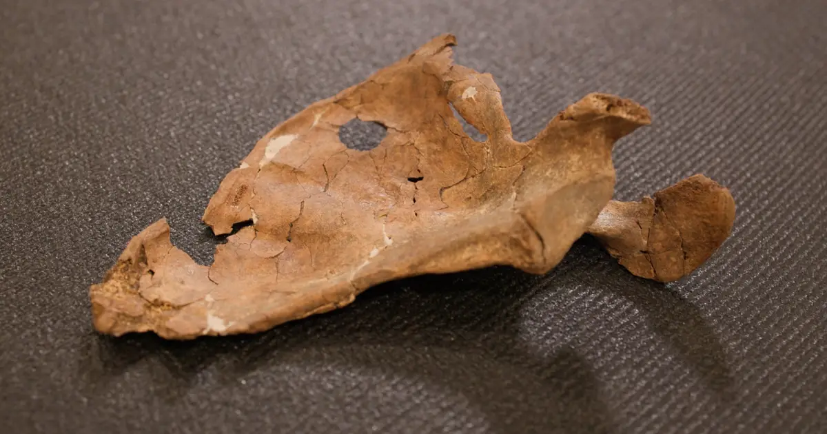 Ancient Hole in Neanderthal Shoulder Blade May Be The Oldest Spear Attack Ever Discovered