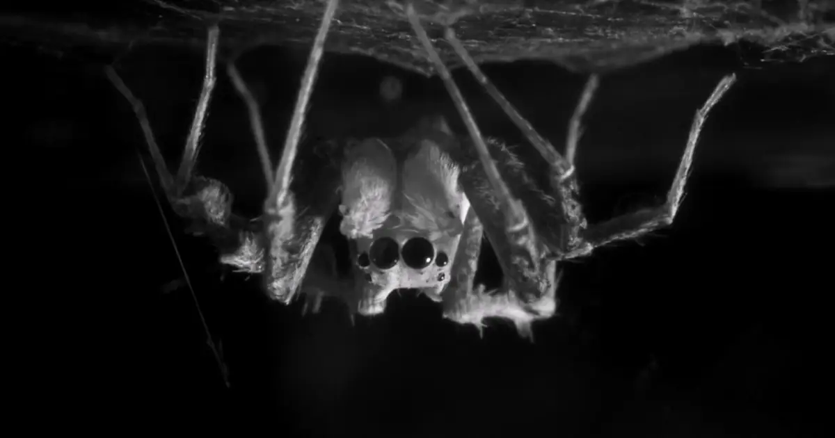 Spiders Can Rack Up REM-Like Sleep Debt (And May Even Dream), Just Like Humans