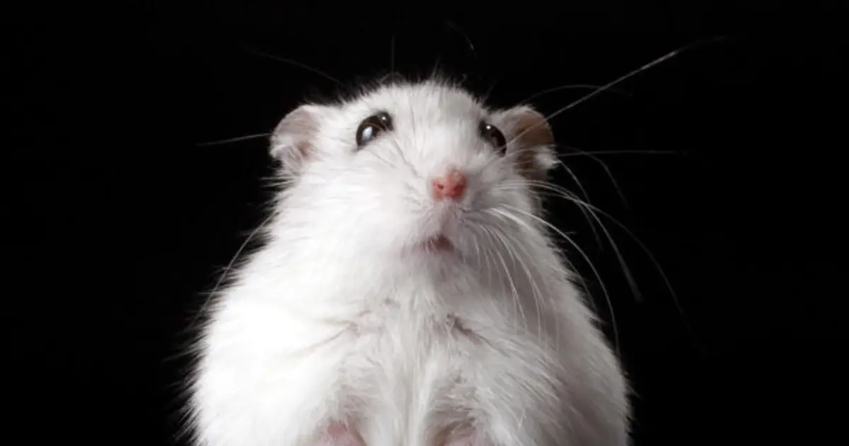 Researchers slow neurodegeneration in mice by barring T cells from the brain