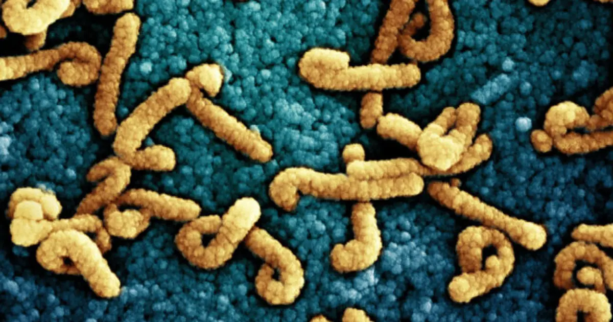 Marburg outbreak is reported in Uganda, threatening to complicate Ebola response in region