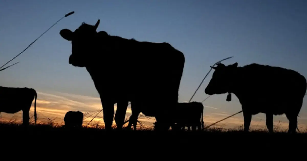 A virus that afflicts cows makes the jump to a human