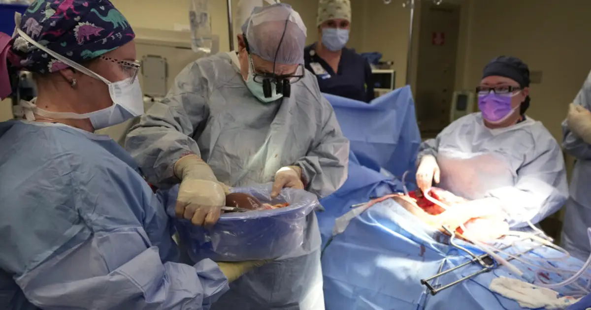 STAT+: Cell therapy primed liver transplant patients to avoid organ rejection, small study shows