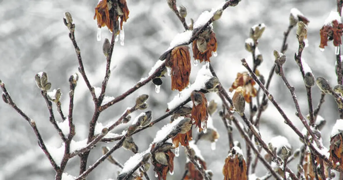 Icy conditions linger as schools remain remote and offices reopen cautiously